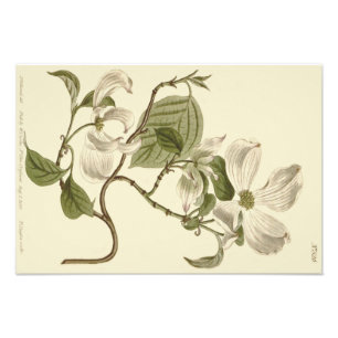 Weiße Hartriegel-Blüten-Illustration Fotodruck