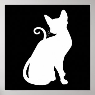 Weiße Hauskatze Poster