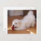 Weiße Havanese Welpe spielen mit Red Ball Postkarte (Vorne/Hinten)