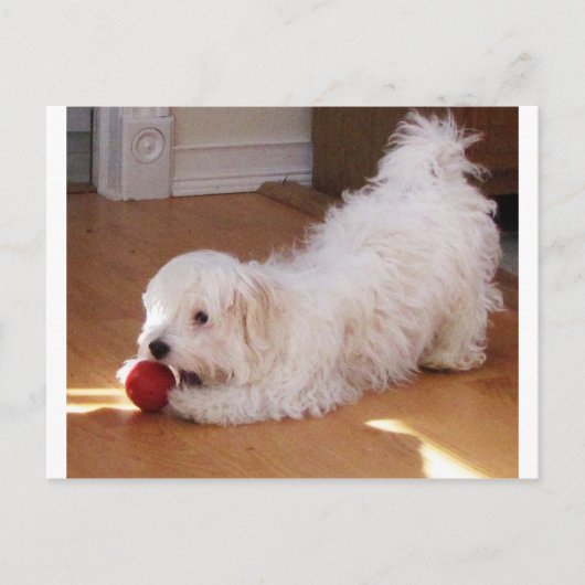 Weiße Havanese Welpe spielen mit Red Ball Postkarte (Vorderseite)