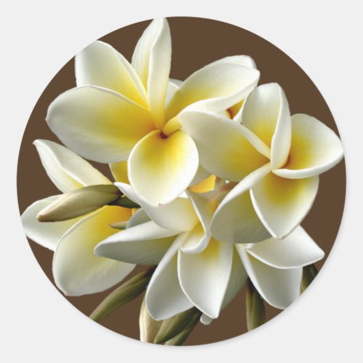 Weiße hawaiianische Plumeria-Blumenkleber Runder Aufkleber (Vorderseite)