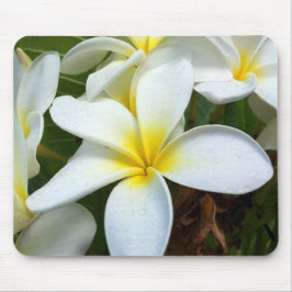 Weiße Hawaiiplumeria-Blume Mousepad