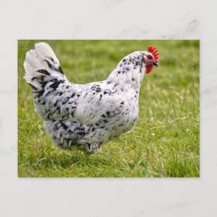 Weiße Henne Postkarte