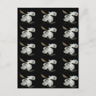 Weiße Hibiskusblume Seitenansicht Postkarte