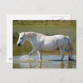 WEISSE HORSE POSTKARTE (Vorne/Hinten)