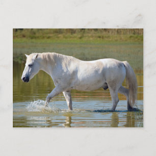 WEISSE HORSE POSTKARTE