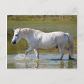 WEISSE HORSE POSTKARTE (Vorderseite)
