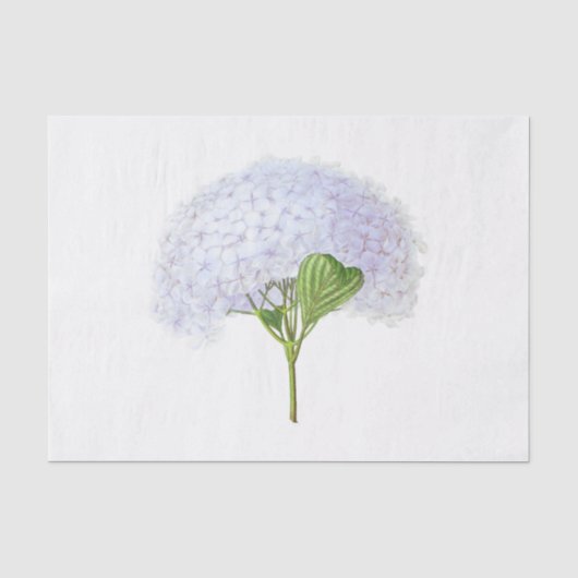 Weiße Hortensienblüten Floral Vintage Seidenpapier (Vorderseite)