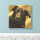 Weiße Hunde Augen Tier Leinwanddruck (Insitu (Holzboden))