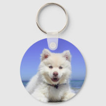 Weiße Husky-Welpe mit blauen Augen