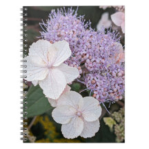 Weiße Hydrangea Aspera Blume Floral