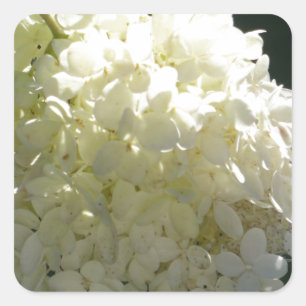 Weiße Hydrangea-Blume Quadratischer Aufkleber