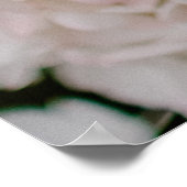 WEISSE HYDRANGEE IM BLOOM POSTER (Ecke)