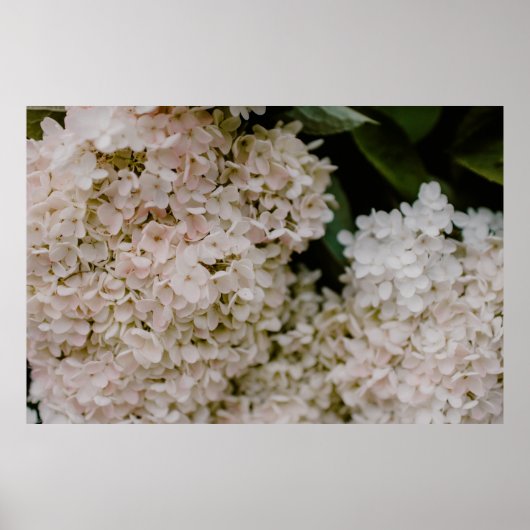 WEISSE HYDRANGEE IM BLOOM POSTER (Vorne)