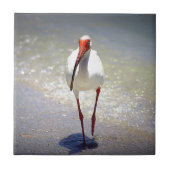 Weiße IBIS-Spreize Fliese (Vorderseite)