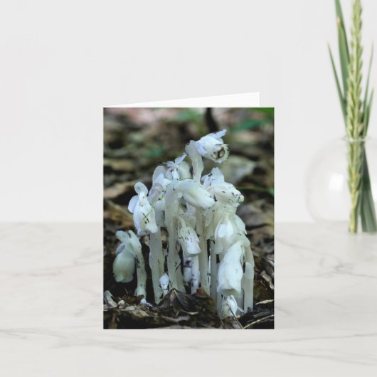 Weiße Indian Pipe Wildblumen Natur (Vorderseite)
