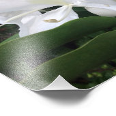 Weiße Ingwer-Blüten Fotodruck (Ecke)