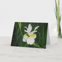Weiße Iris