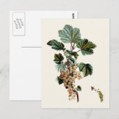 Weiße Johannisbeere Postkarte (Vorne/Hinten)