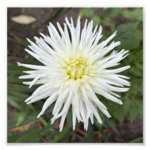 Weiße Kaktus-Dahlie Botanischer Blumenfoto-Druck Fotodruck