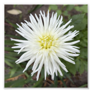 Weiße Kaktus-Dahlie Botanischer Blumenfoto-Druck Fotodruck