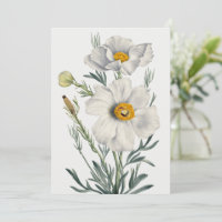 Weiße Kalifornien Baum Mohn Blumen Botanisch
