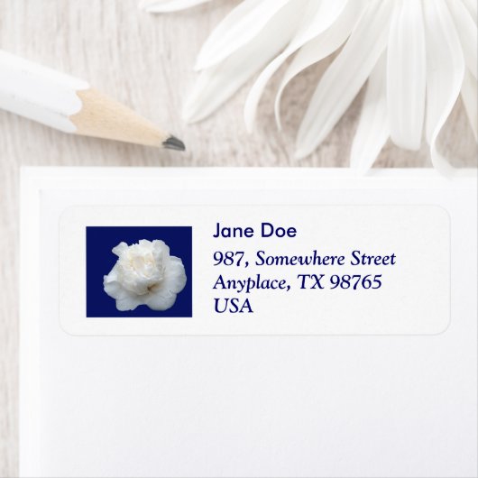 Weiße Kamelie (Insitu)