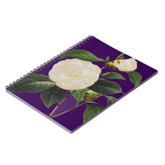 Weiße Kamelie, 1833 Notizblock (Linke Seite)