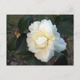 weiße Kamelienblüte Postkarte