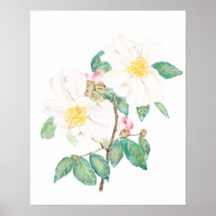 weiße Kamelienblüten Aquarell Poster