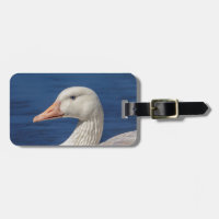 Weiße kanadische Gans
