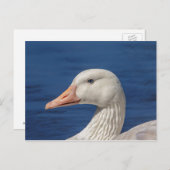 Weiße kanadische Gänse Postkarte (Vorne/Hinten)