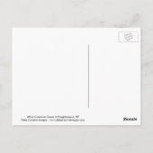 Weiße kanadische Gänse Postkarte (Rückseite)