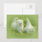 weiße Kätzchen und grüne Blume Postkarte (Vorne/Hinten)