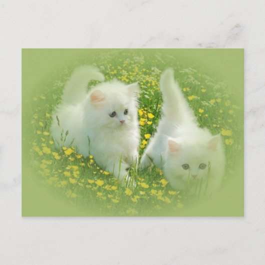 weiße Kätzchen und grüne Blume Postkarte (Vorderseite)