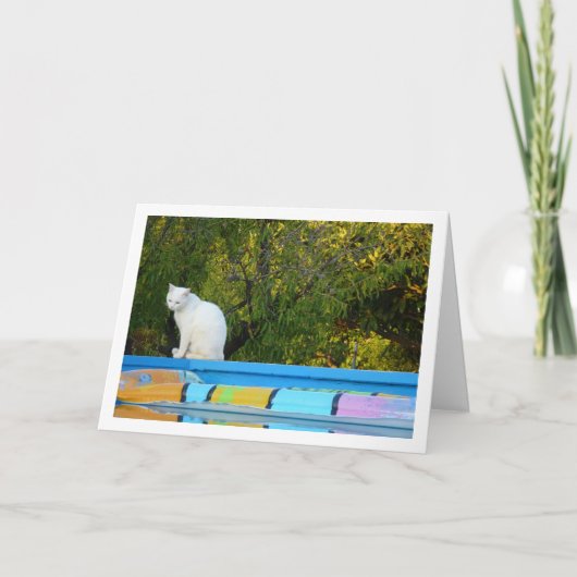 Weiße Katze am Pool Karte (Vorderseite)