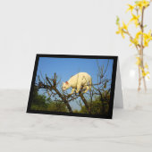 Weiße Katze auf Mandelbaum Karte (Gelbe Blume)