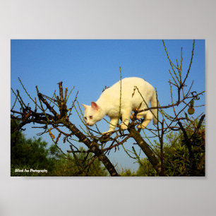 Weiße Katze auf Mandelbaum Poster