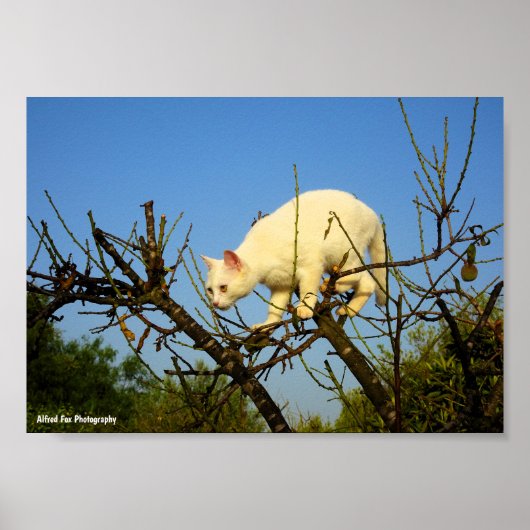 Weiße Katze auf Mandelbaum Poster (Vorne)