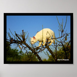Weiße Katze auf Mandelbaum Poster