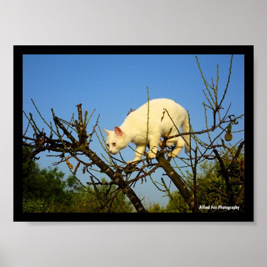 Weiße Katze auf Mandelbaum Poster (Vorne)