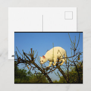 Weiße Katze auf Mandelbaum Postkarte