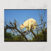 Weiße Katze auf Mandelbaum Postkarte (Vorderseite)