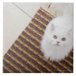 Weiße Katze, die auf Matte sitzt Fliese