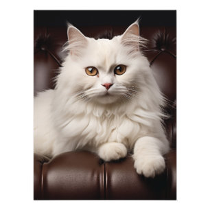 Weiße Katze Fotodruck