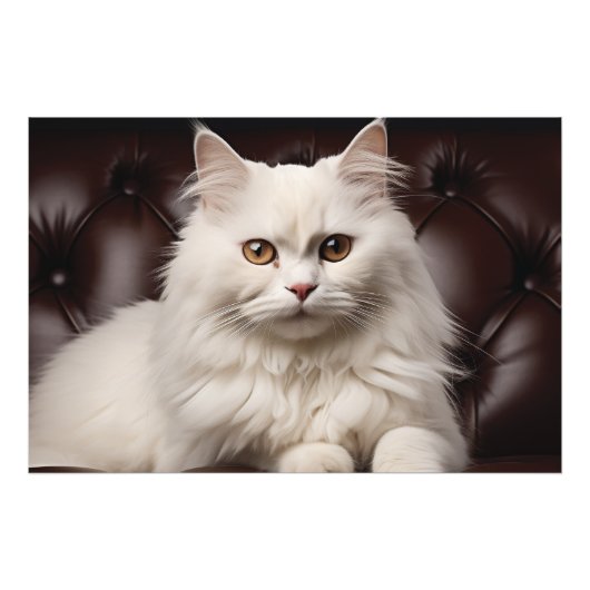 Weiße Katze Fotodruck (Vorne)