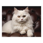 Weiße Katze Fotodruck (Vorne)