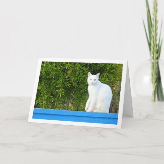 Weiße Katze im Granatbaum Karte (Vorderseite)