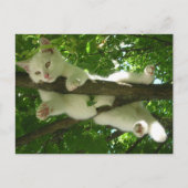 Weiße Katze in Baum Postkarte (Vorderseite)