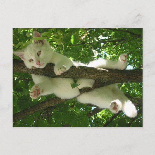 Weiße Katze in Baum Postkarte (Vorderseite)